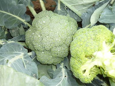 Brócoli Foster