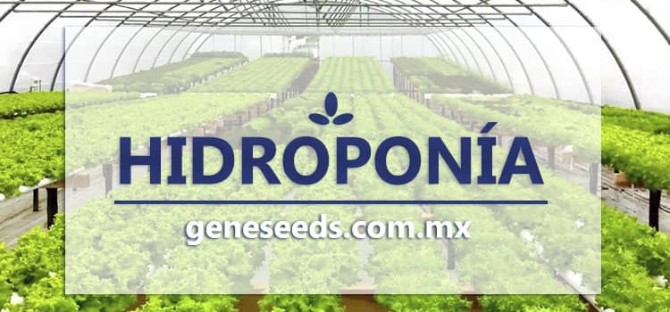 Hidroponia, semillas hibridas, semillas op, semillas para sembrar