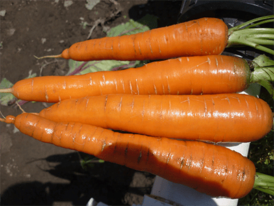 Zanahoria - Nantes Pacífica